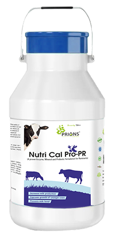 Cattle Feed Supplement Manufacturers