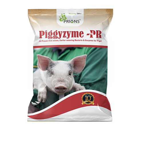 Bacteria and Enzymes for Pigs